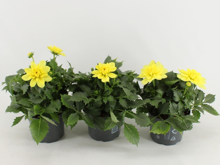 <h4>Dahlia (Miscellaneous Grp) Dalina M</h4>