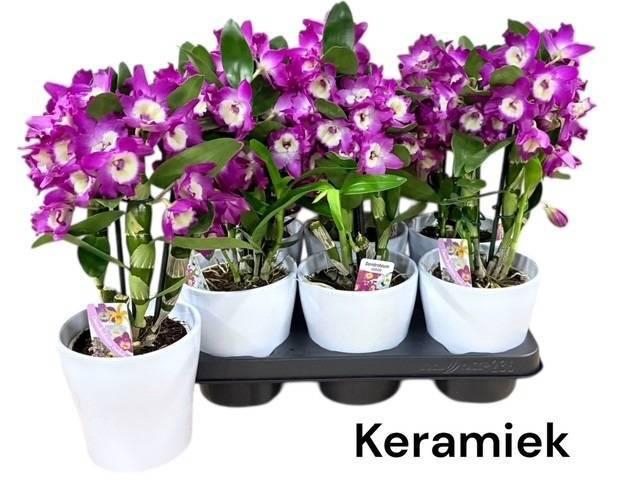 <h4>DEND NOBILE</h4>