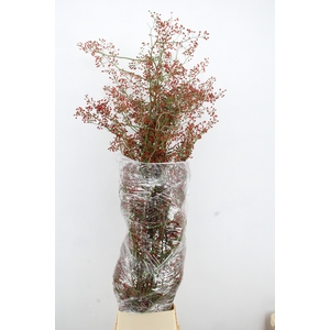 ROSA FAIR JEWEL XXXL