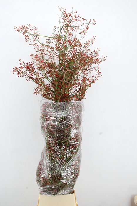 <h4>ROSA FAIR JEWEL XXXL</h4>