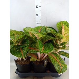 Aglaonema  'Spring Red'