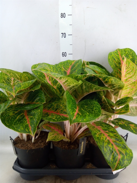 <h4>Aglaonema  'Spring Red'</h4>