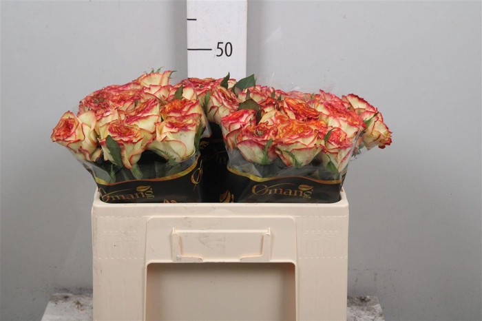 <h4>R Gr Aruba Summerh</h4>