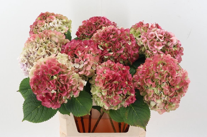 <h4>Hydr M My Vienna Cl</h4>