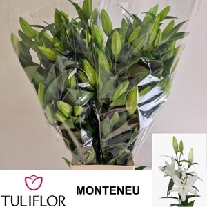 LI OR MONTENEU