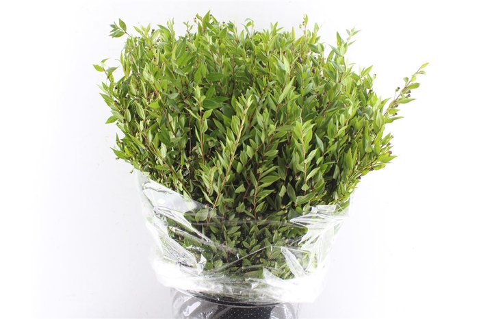<h4>Mirthe Berry 400 Gram</h4>