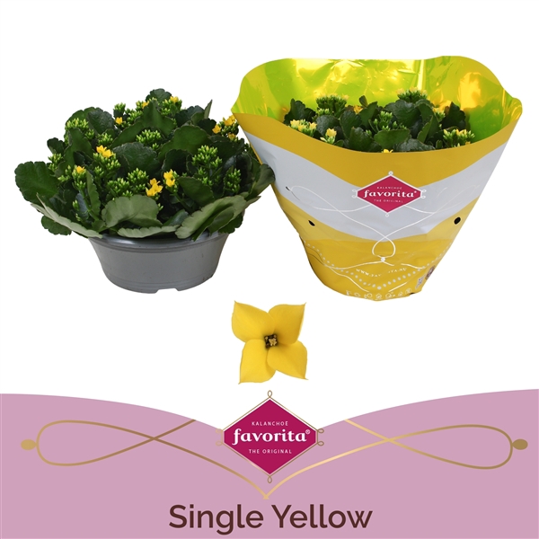 <h4>Kalanchoë Single Yellow in SV.COloursleeve</h4>