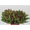 Protea Robijn