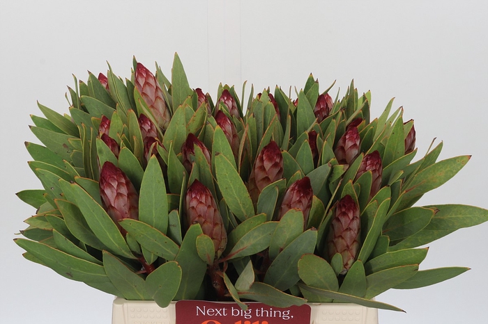Protea Robijn
