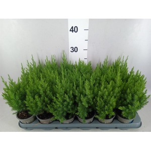 Juniperus chinensis 'Stricta'