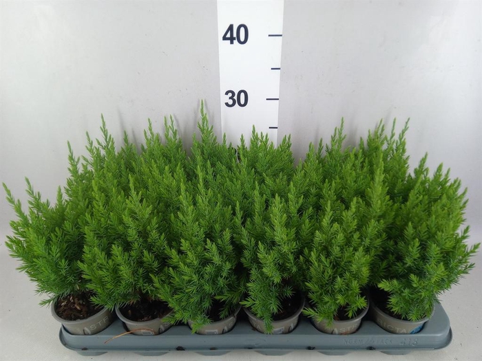 <h4>Juniperus chinensis 'Stricta'</h4>