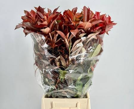 <h4>Photinia Red Robin</h4>