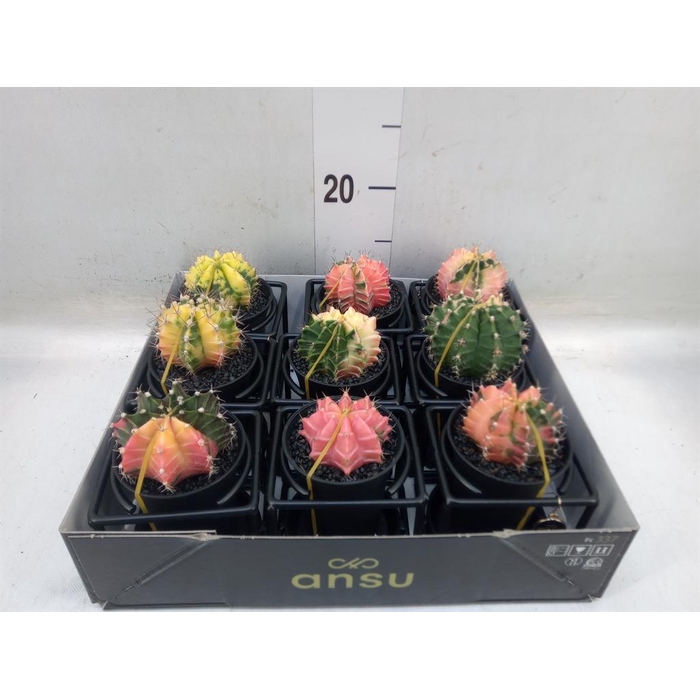 <h4>Gymnocalycium mihanov. 'Japan'  mix</h4>