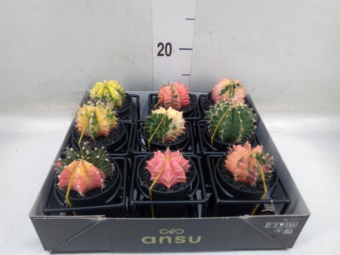 <h4>Gymnocalycium mihanov. 'Japan'  mix</h4>