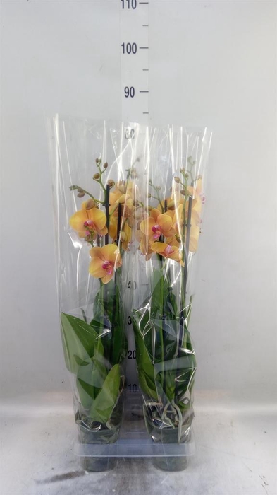 <h4>Phalaenopsis  'Buddha'</h4>