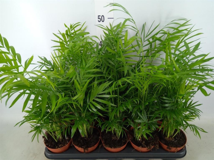 <h4>Chamaedorea elegans</h4>