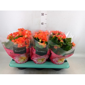 Begonia elat. DU 'Reina'