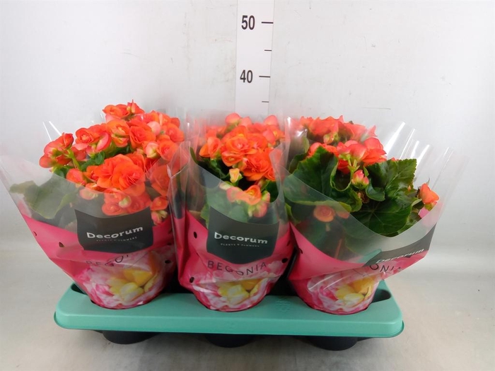 <h4>Begonia elat. DU 'Reina'</h4>