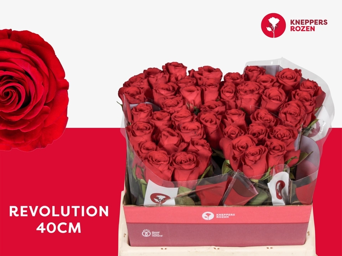 <h4>R GR REVOLUTION</h4>