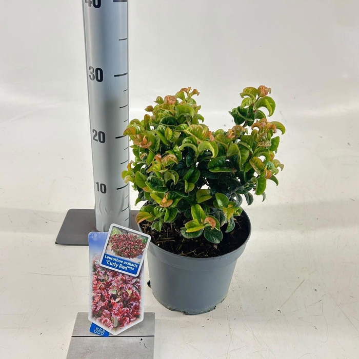 <h4>Leucothoe axillaris Curly Red</h4>