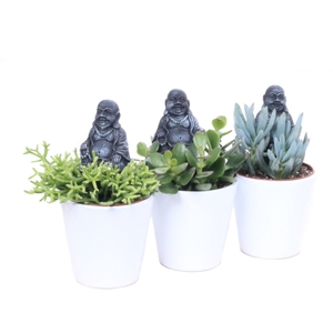 Succulent 8,5 cm in konisch wit vaasje met buddha bijsteker