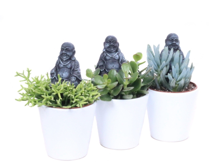 <h4>Succulent 8,5 cm in konisch wit vaasje met buddha bijsteker</h4>