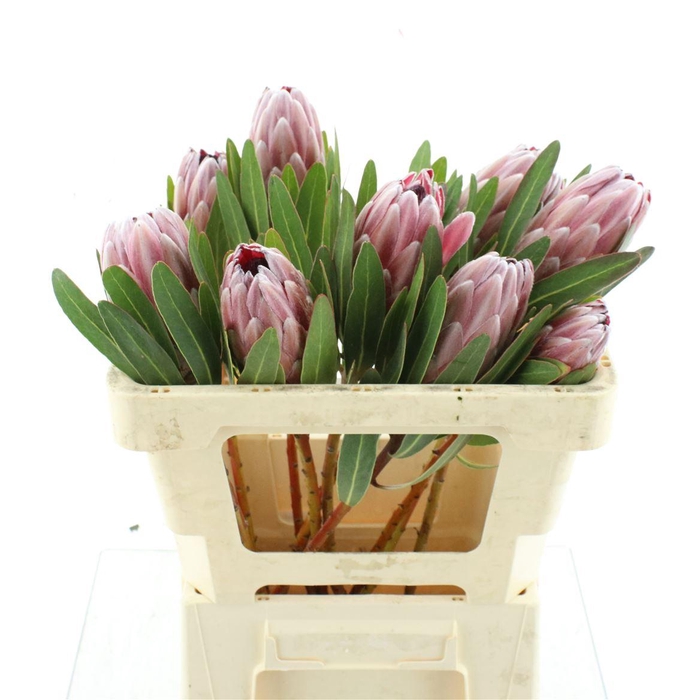 <h4>Protea Pink Ice</h4>