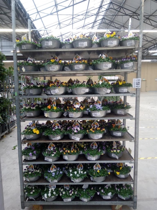 <h4>Viola corn. ...mix</h4>