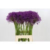 Allium Purple Rain
