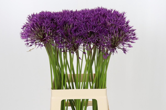 <h4>Allium Purple Rain</h4>