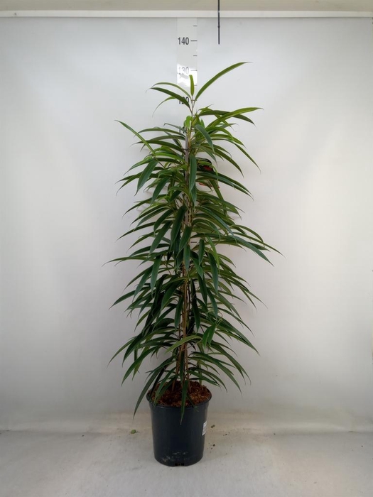<h4>Ficus binn. 'Alii'</h4>