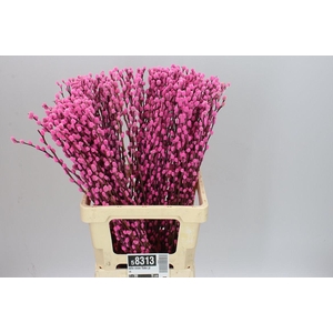 Salix Snow Flake Pink