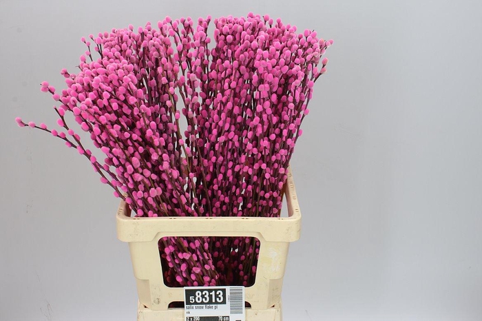 <h4>Salix Snow Flake Pink</h4>