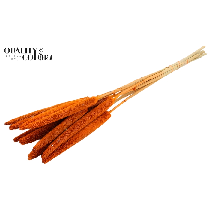 <h4>Babala on natural stem Orange</h4>