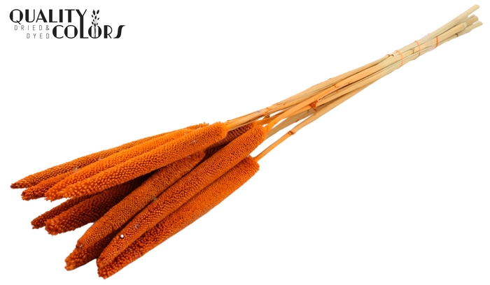 Babala on natural stem Orange