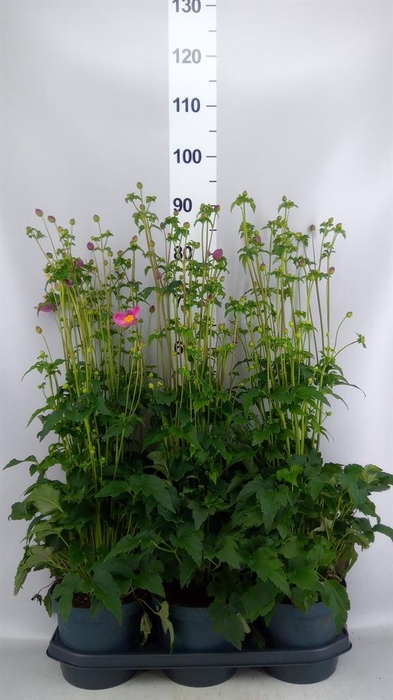 <h4>Anemone hupeh. 'Fantasy Jasmine'</h4>