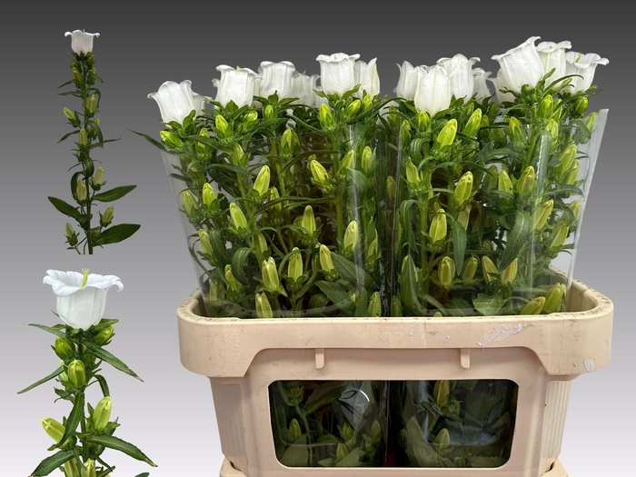 <h4>Campanula M Champion White</h4>