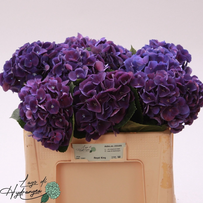 <h4>Hydr Royal King De Munck</h4>