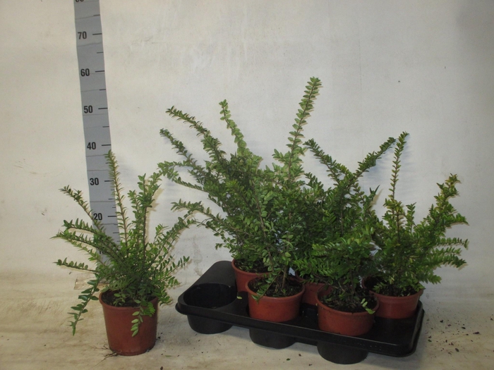 <h4>LON S NI MAIGRUN</h4>