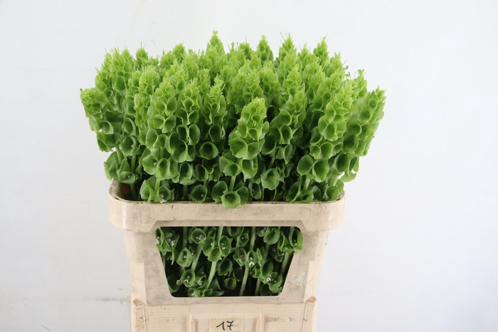 <h4>MOLUCCELLA STUK</h4>