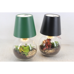 arr3 WR - Terrarium cosmolight x6