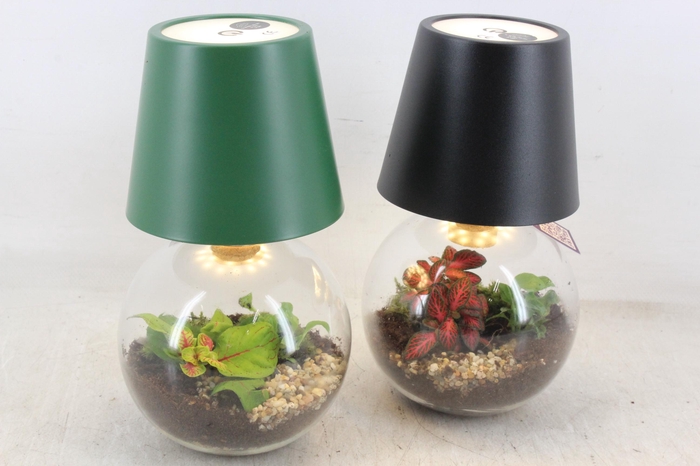 arr3 WR - Terrarium cosmolight x4