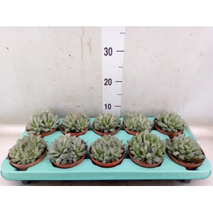 Haworthia cymbiformis