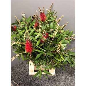 Callistemon Virgin