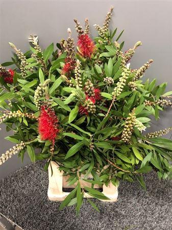 <h4>Callistemon Virgin</h4>