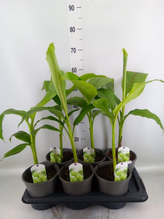 <h4>Musa basjoo</h4>