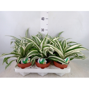 Dracaena frag. 'White Jewel'
