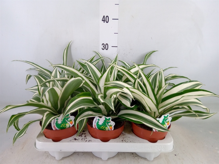 <h4>Dracaena frag. 'White Jewel'</h4>