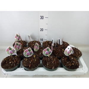 Fritillaria meleagris