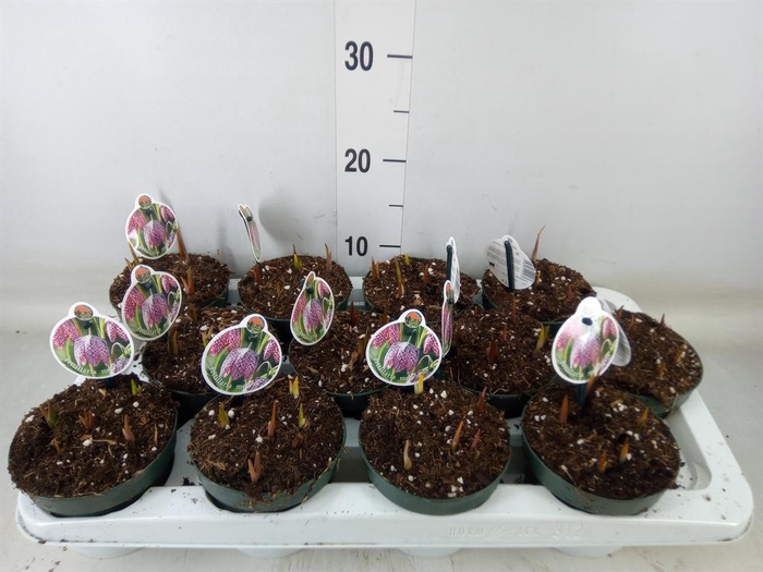 <h4>Fritillaria meleagris</h4>